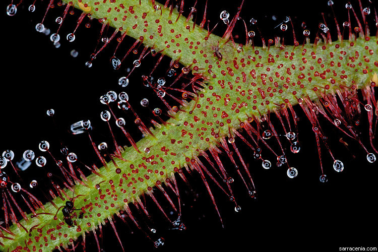 Image of Drosera binata Labill.