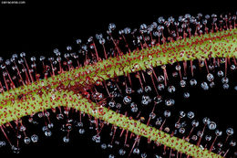 Image of Drosera binata Labill.