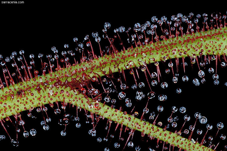 Image of Drosera binata Labill.