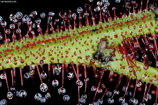 Image of Drosera binata Labill.