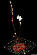 Image of dwarf sundew