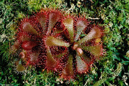 Image of dwarf sundew