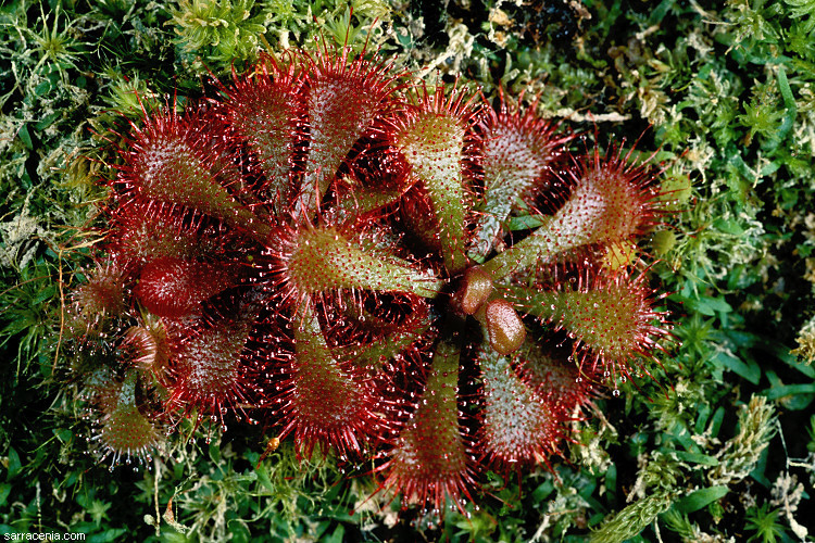 Image of dwarf sundew