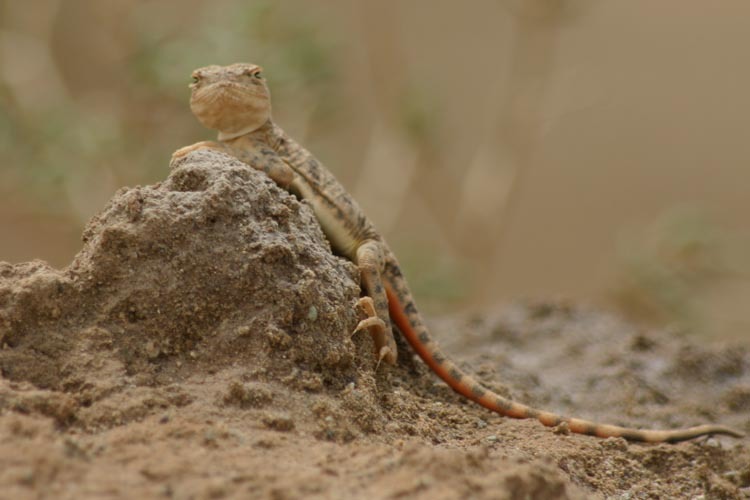 Image of Blacktail Toadhead  Agama