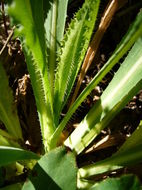 Image of bitter lettuce