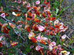 Image of <i>Cytisus scoparius</i> ssp. scoparius fm. andreanus