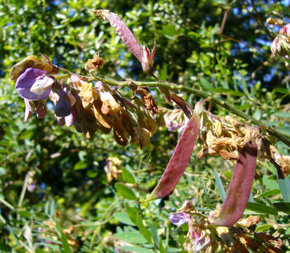 Image of leafy pea