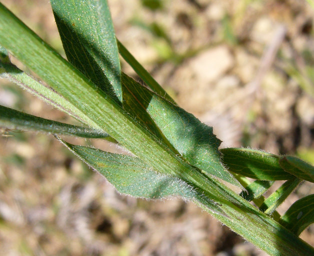 Image of leafy pea