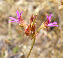 Слика од Pelargonium grossularioides (L.) L'Her.