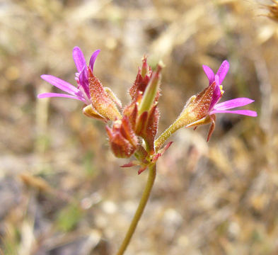 Imagem de Pelargonium grossularioides (L.) L'Her.