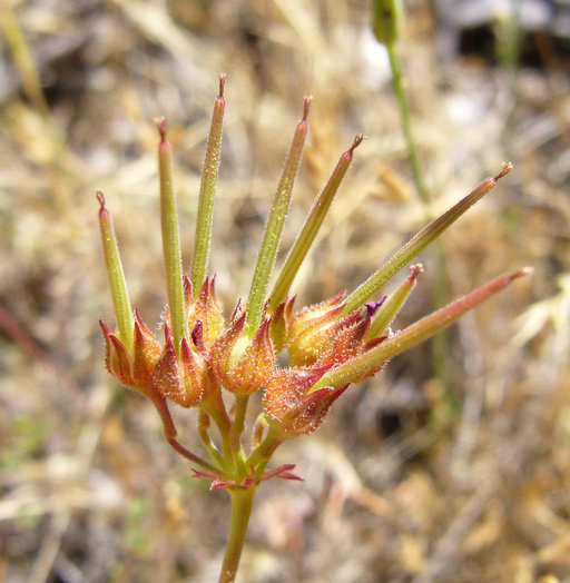 Слика од Pelargonium grossularioides (L.) L'Her.