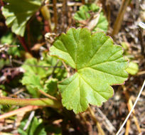 Слика од Pelargonium grossularioides (L.) L'Her.