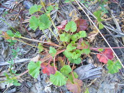 Слика од Pelargonium grossularioides (L.) L'Her.