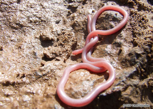 Image of Phillips' Blind Snake