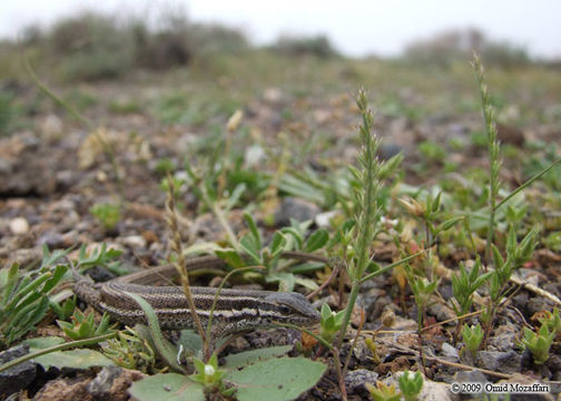 Image of Snake-eyed lizard