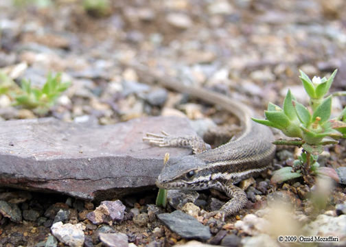 Image of Snake-eyed lizard