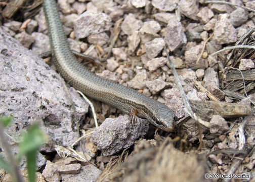 Image of Asian snake-eyed skink