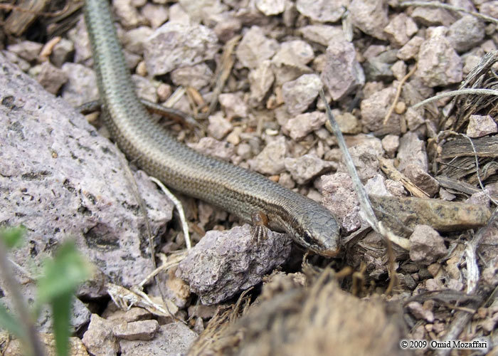 Image of Asian snake-eyed skink