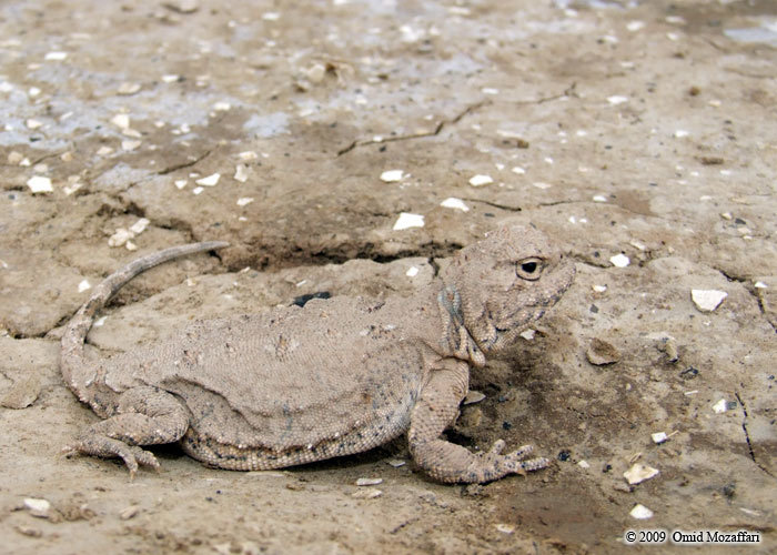 Image of Agamidae lizard