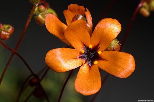 صورة Drosera callistos N. Marchant & Lowrie