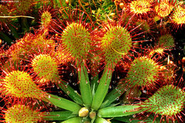 صورة Drosera capillaris Poir.