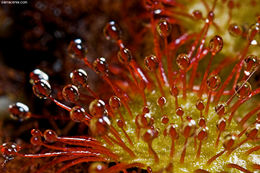 صورة Drosera capillaris Poir.