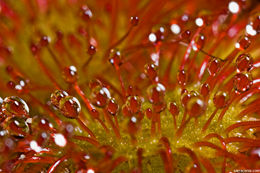 صورة Drosera capillaris Poir.