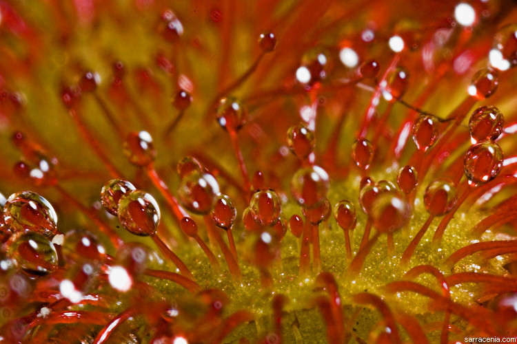 صورة Drosera capillaris Poir.