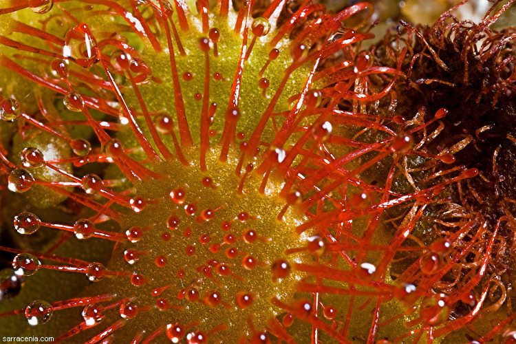 صورة Drosera capillaris Poir.