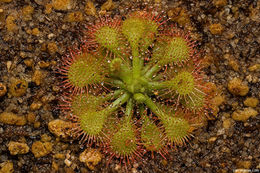 صورة Drosera capillaris Poir.