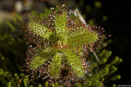 Image of Drosera cistiflora L.