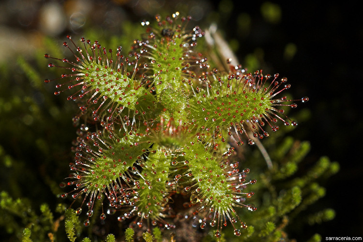 Image of Drosera cistiflora L.