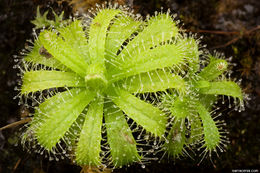 Image of Drosera cistiflora L.