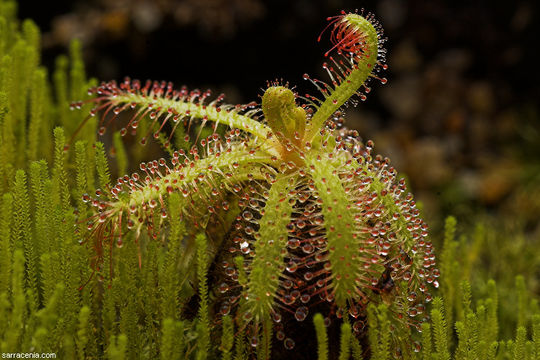 Image of Drosera cistiflora L.