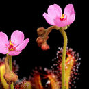 Image de Drosera collinsiae Brown ex Burtt Davy