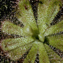 Image of Drosera cuneifolia L. fil.