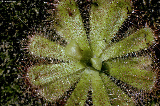 Image of Drosera cuneifolia L. fil.