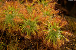 Image of Drosera dichrosepala subsp. enodes (N. Marchant & Lowrie) Schlauer