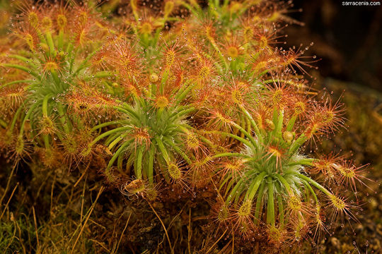 صورة Drosera dichrosepala subsp. enodes (N. Marchant & Lowrie) Schlauer