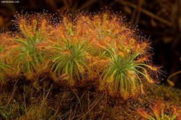 Image of Drosera dichrosepala subsp. enodes (N. Marchant & Lowrie) Schlauer