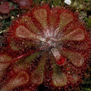 Drosera dielsiana Exell & Laundon resmi