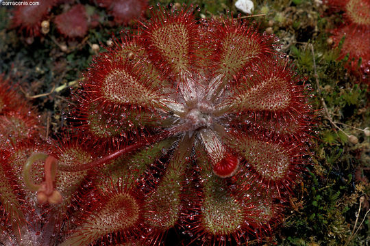 Drosera dielsiana Exell & Laundon resmi