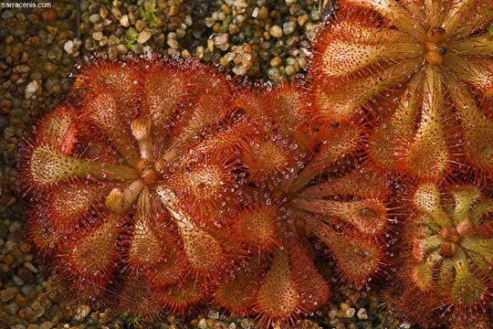 Image of Drosera dielsiana Exell & Laundon