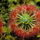 Image de Drosera echinoblastus N. Marchant & Lowrie