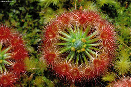 Image de Drosera echinoblastus N. Marchant & Lowrie