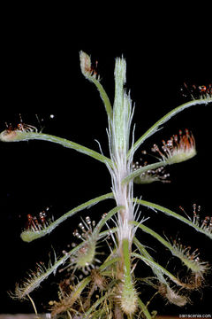 Image of Drosera glabripes (Harv. ex Planch.) Stein