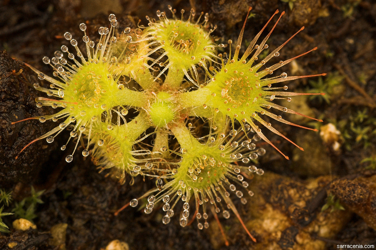 Imagem de Drosera glanduligera Lehm.