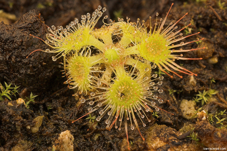 Imagem de Drosera glanduligera Lehm.