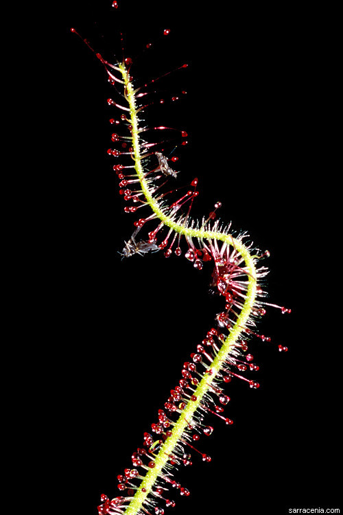 Image of Drosera graminifolia St. Hil.