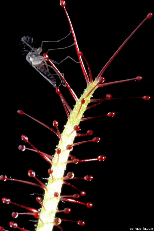 Image of Drosera graminifolia St. Hil.